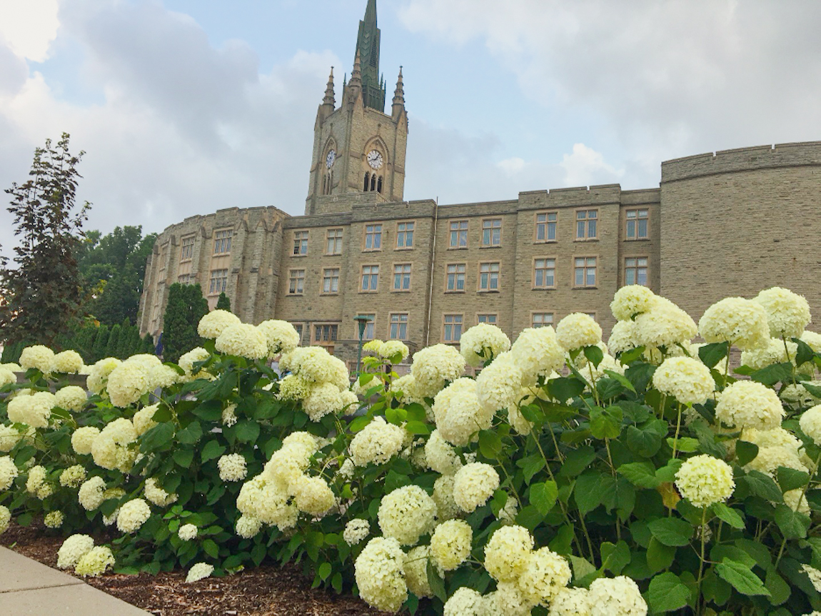 White flowers in front of University College